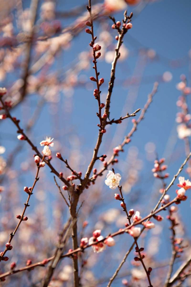 Wall Art Painting id:20207, Name: In Bloom X, Artist: Millet, Karyn