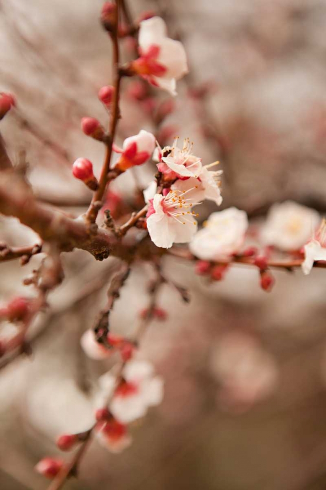 Wall Art Painting id:20208, Name: In Bloom XI, Artist: Millet, Karyn