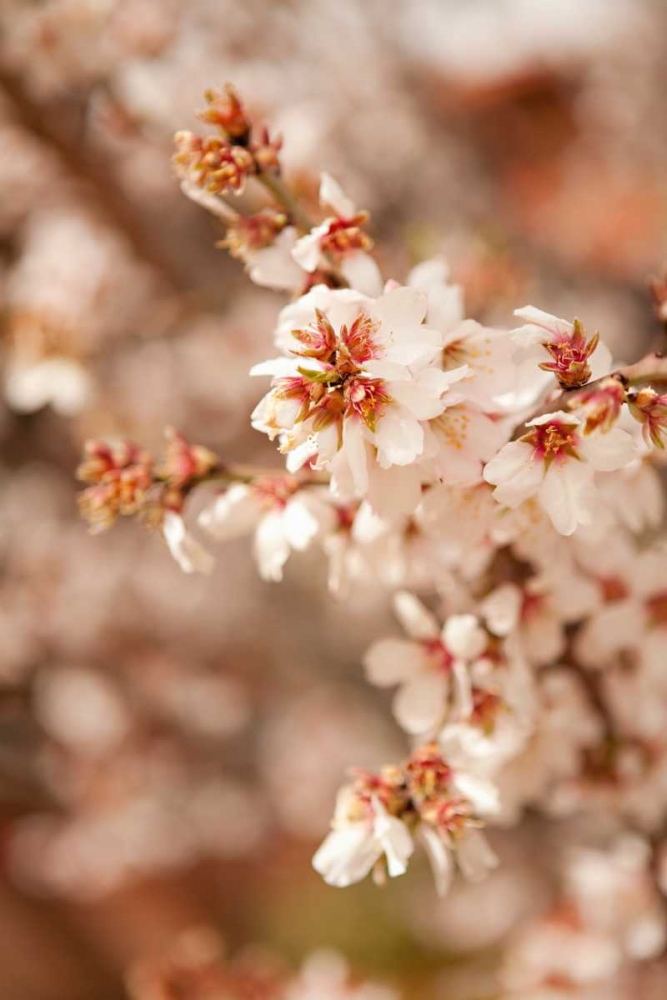 Wall Art Painting id:20209, Name: In Bloom XII, Artist: Millet, Karyn