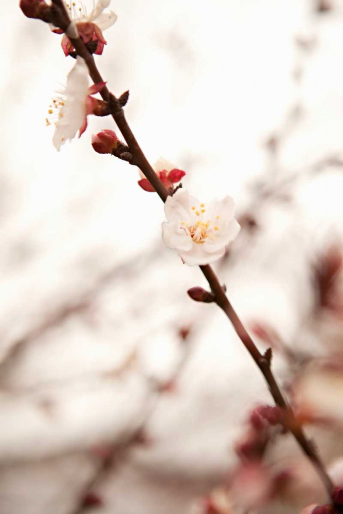 Wall Art Painting id:20210, Name: In Bloom XIII, Artist: Millet, Karyn