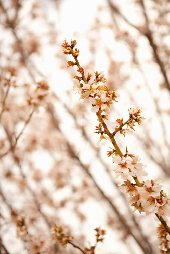 Wall Art Painting id:20211, Name: In Bloom XIV, Artist: Millet, Karyn