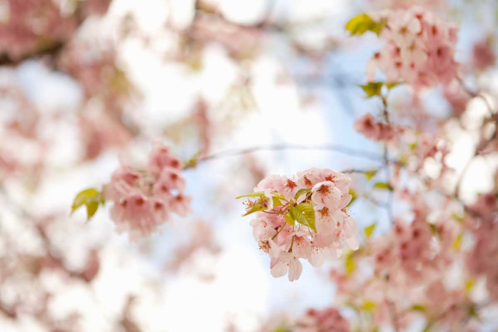 Wall Art Painting id:20212, Name: In Bloom XVI, Artist: Millet, Karyn