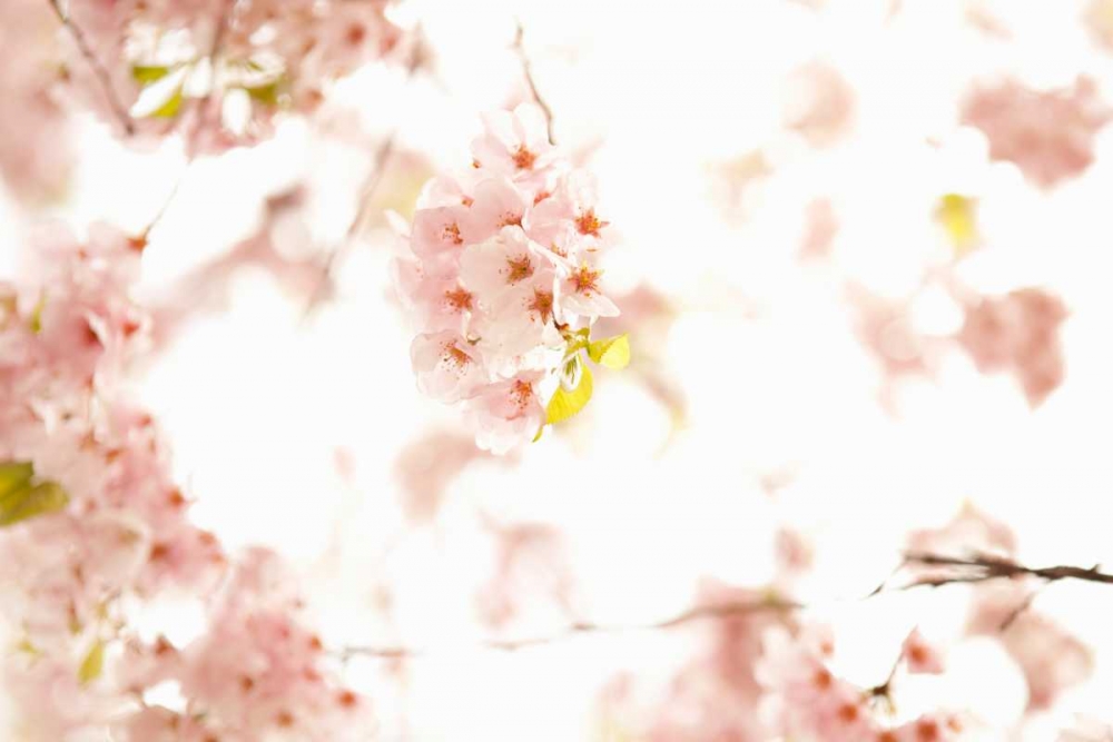 Wall Art Painting id:20213, Name: In Bloom XVII, Artist: Millet, Karyn