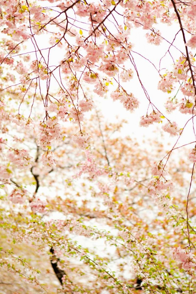 Wall Art Painting id:20214, Name: In Bloom XVIII, Artist: Millet, Karyn