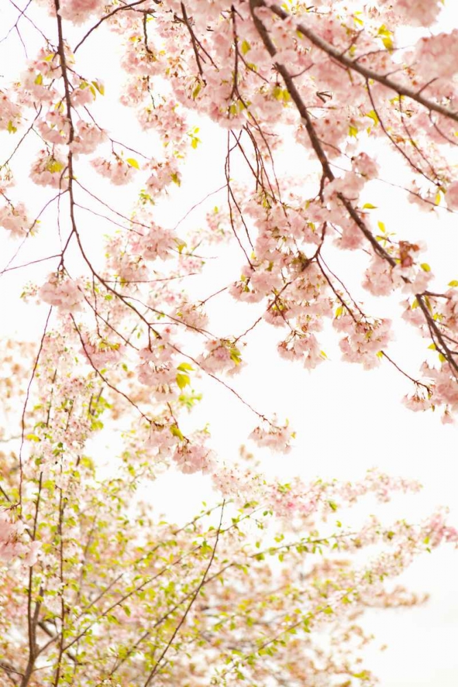 Wall Art Painting id:20215, Name: In Bloom XIX, Artist: Millet, Karyn