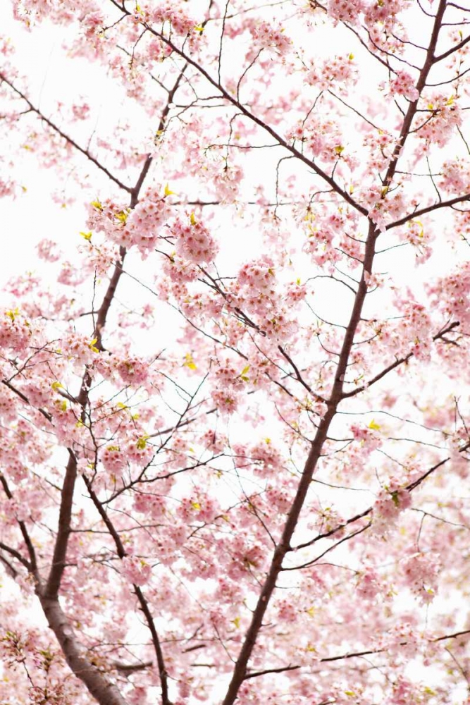 Wall art: In Bloom XX, by Millet, Karyn