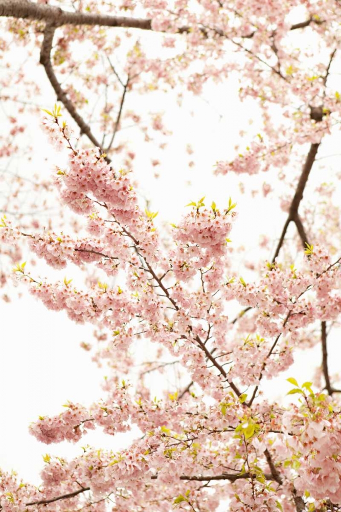 Wall Art Painting id:20217, Name: In Bloom XXI, Artist: Millet, Karyn