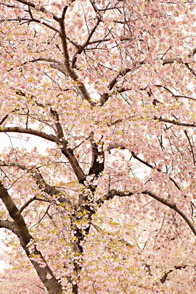 Wall art: In Bloom XXII, by Millet, Karyn