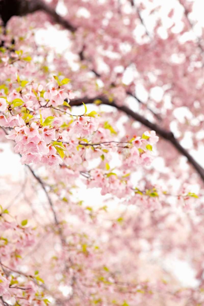 Wall Art Painting id:20219, Name: In Bloom XXIII, Artist: Millet, Karyn