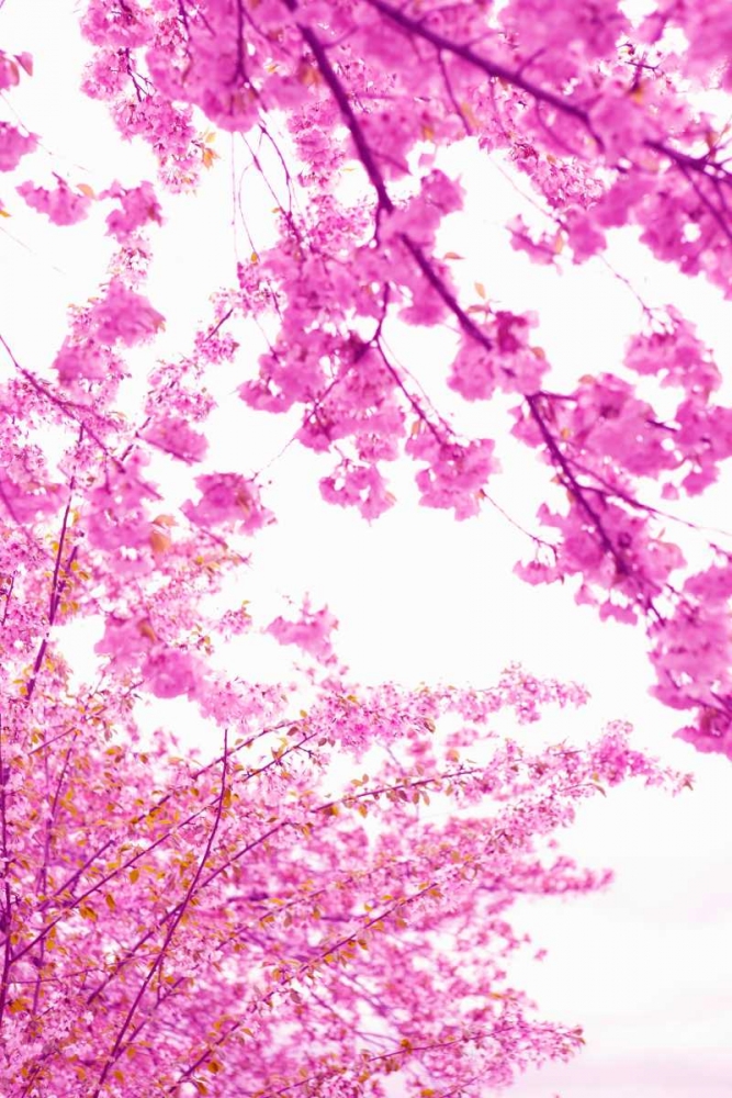 Wall art: Bright Blooms I, by Millet, Karyn