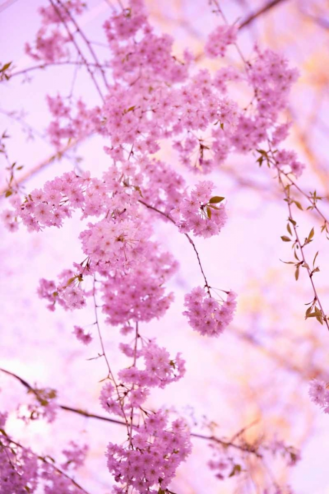 Wall art: Bright Blooms III, by Millet, Karyn