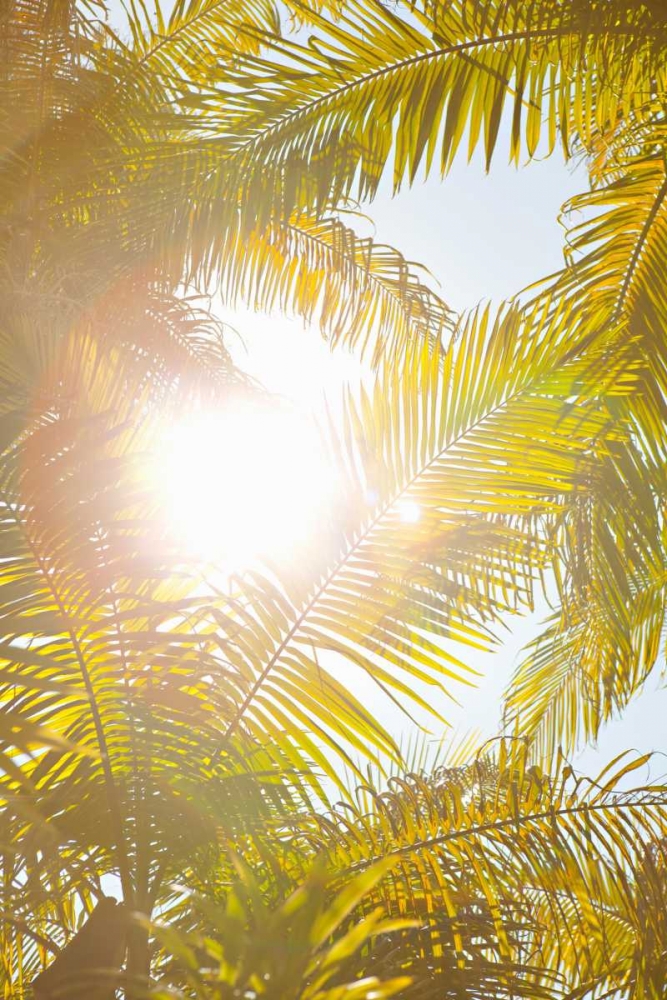 Art Print: Tropical Oasis II