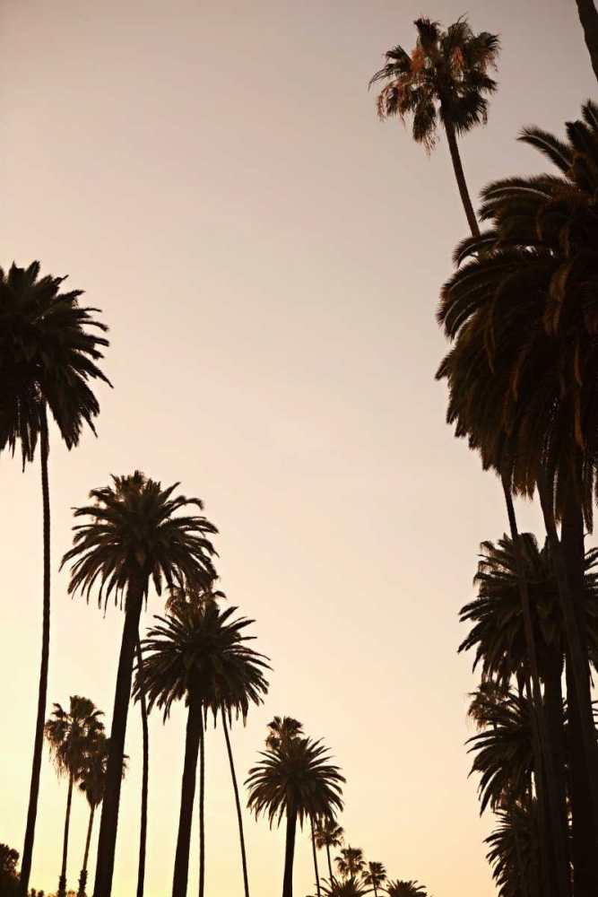 Art Print: Tropical Silhouette I