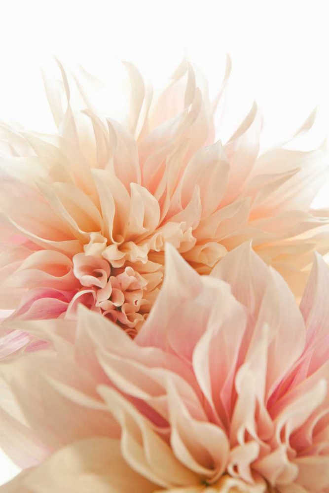 Wall Art Painting id:146140, Name: Pink Dahlia II, Artist: Millet, Karyn