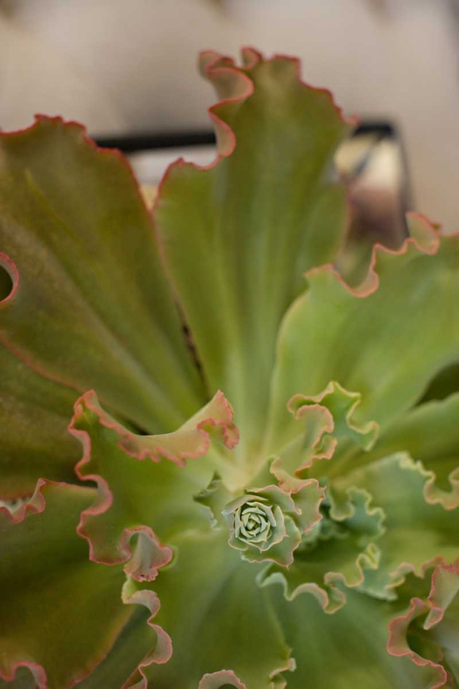 Wall Art Painting id:146422, Name: Succulent Garden II, Artist: Millet, Karyn