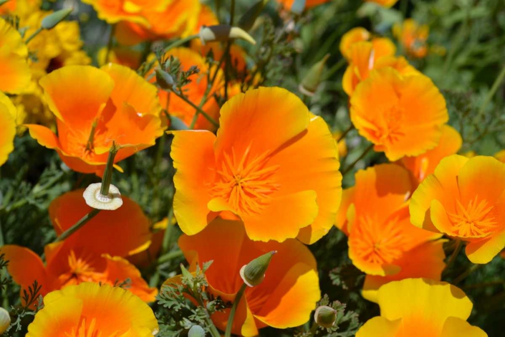 Art Print: Orange Flowers