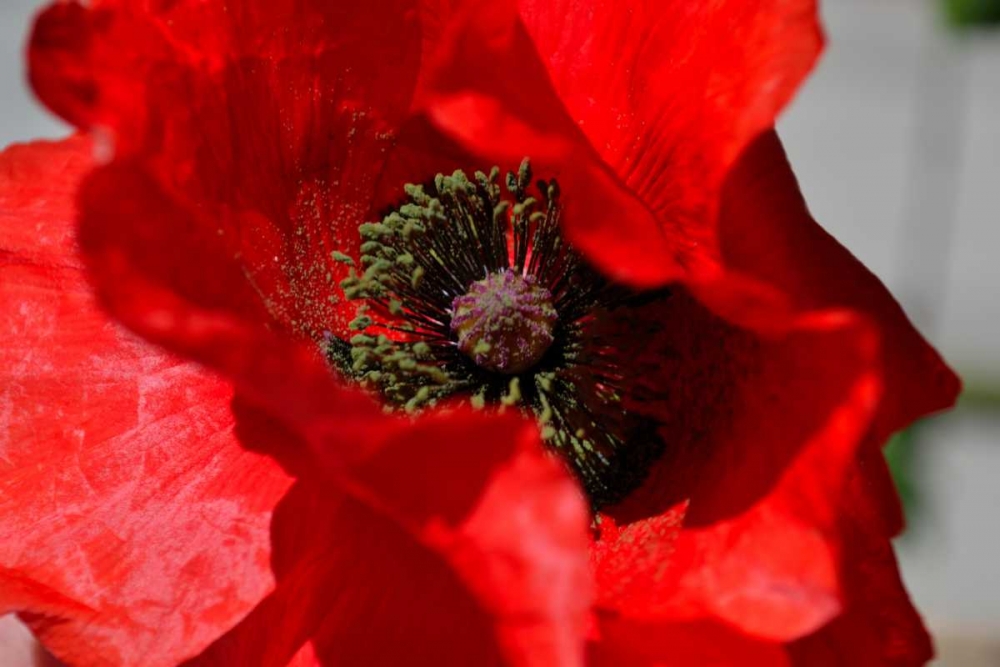 Art Print: Red Poppy I