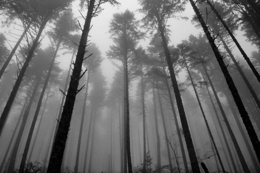 Art Print: Redwoods II