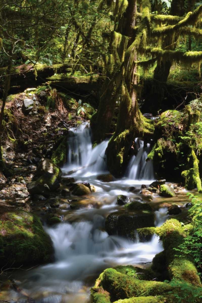 Art Print: Falls in the Forest I