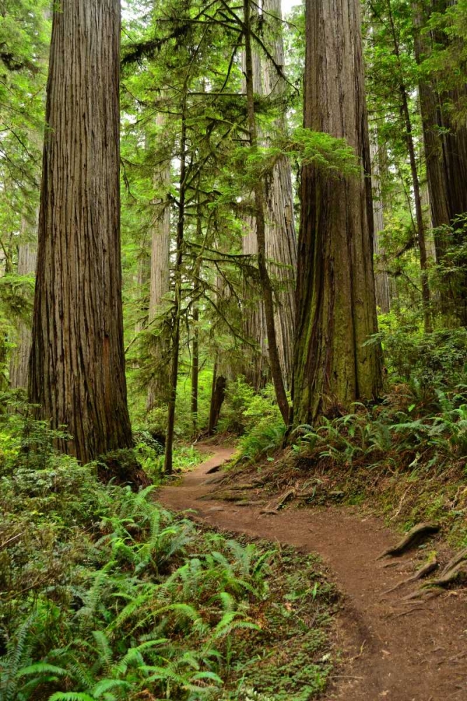 Art Print: Hiking Trail I