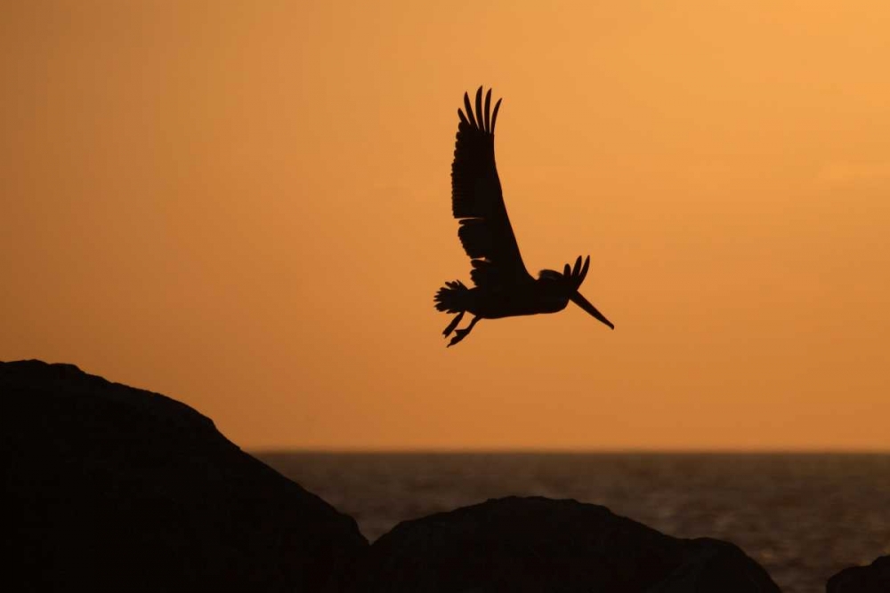 Wall Art Painting id:2729, Name: Arise at Dawn, Artist: Parker, Susann