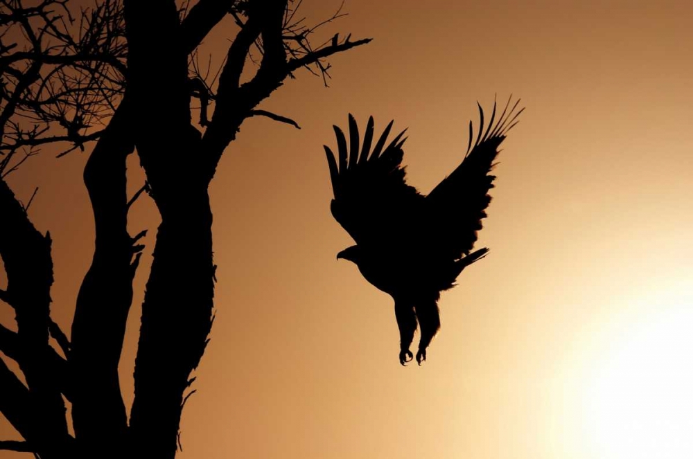 Wall Art Painting id:2730, Name: Eagle Rising, Artist: Parker, Susann