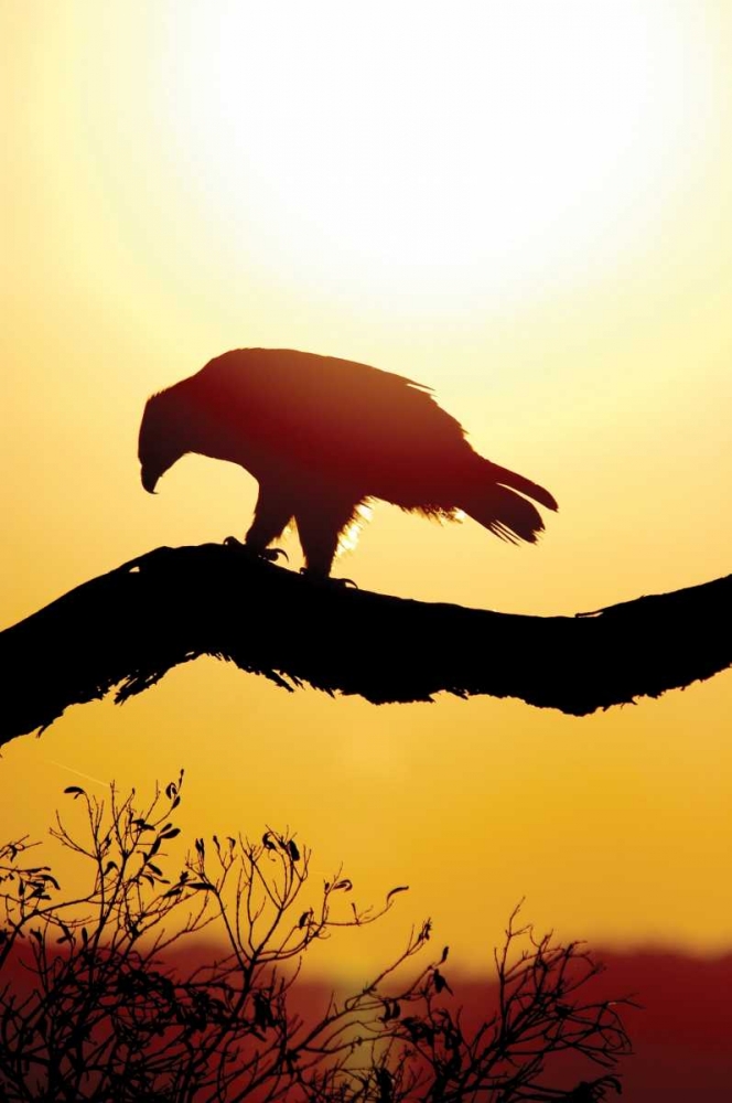 Wall Art Painting id:2731, Name: Tawny Sunrise, Artist: Parker, Susann