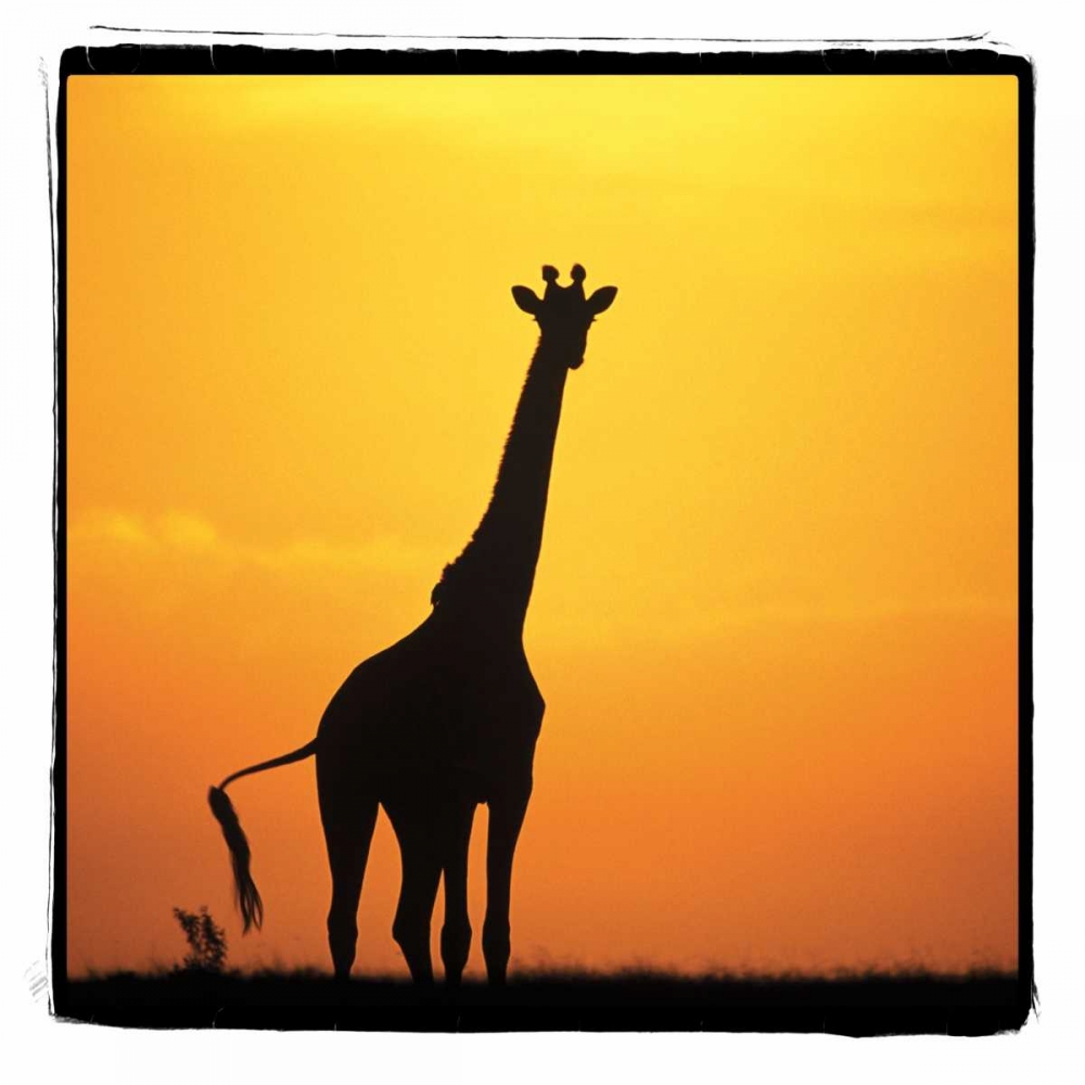 Wall Art Painting id:2734, Name: Radiant Africa I, Artist: Parker, Susann