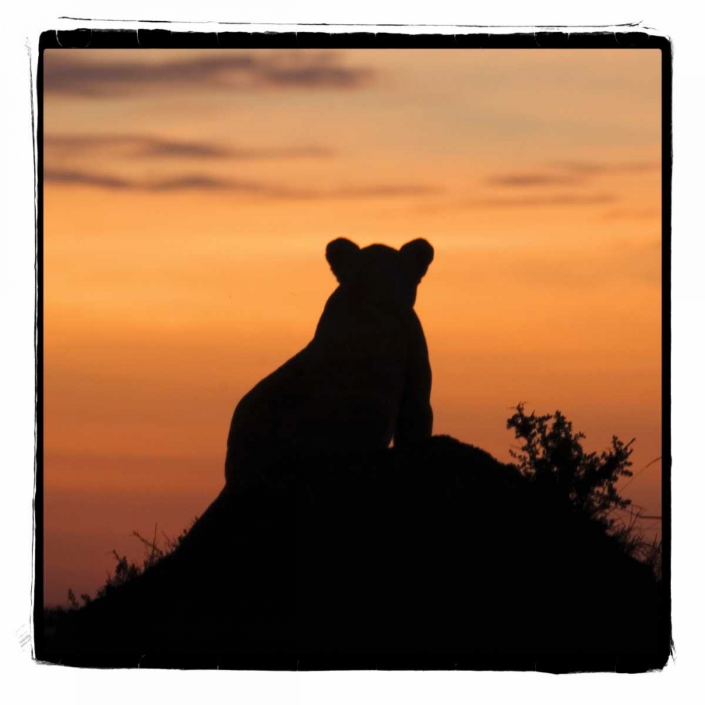 Wall Art Painting id:2736, Name: Radiant Africa III, Artist: Parker, Susann