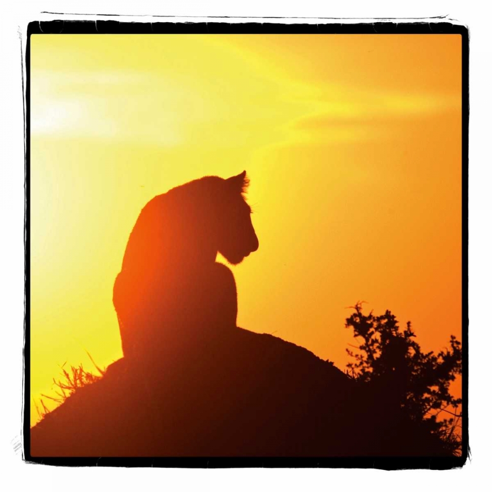 Wall Art Painting id:2737, Name: Radiant Africa IV, Artist: Parker, Susann