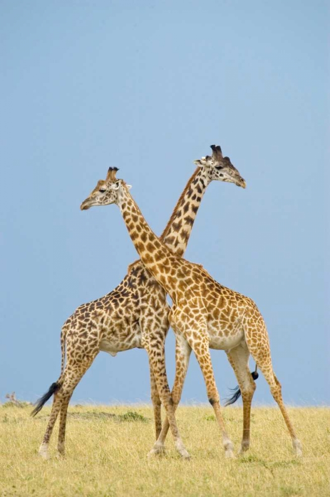 Wall Art Painting id:2742, Name: Crossed, Artist: Parker, Susann