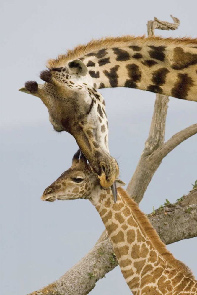 Wall Art Painting id:2744, Name: A Mothers Touch, Artist: Parker, Susann