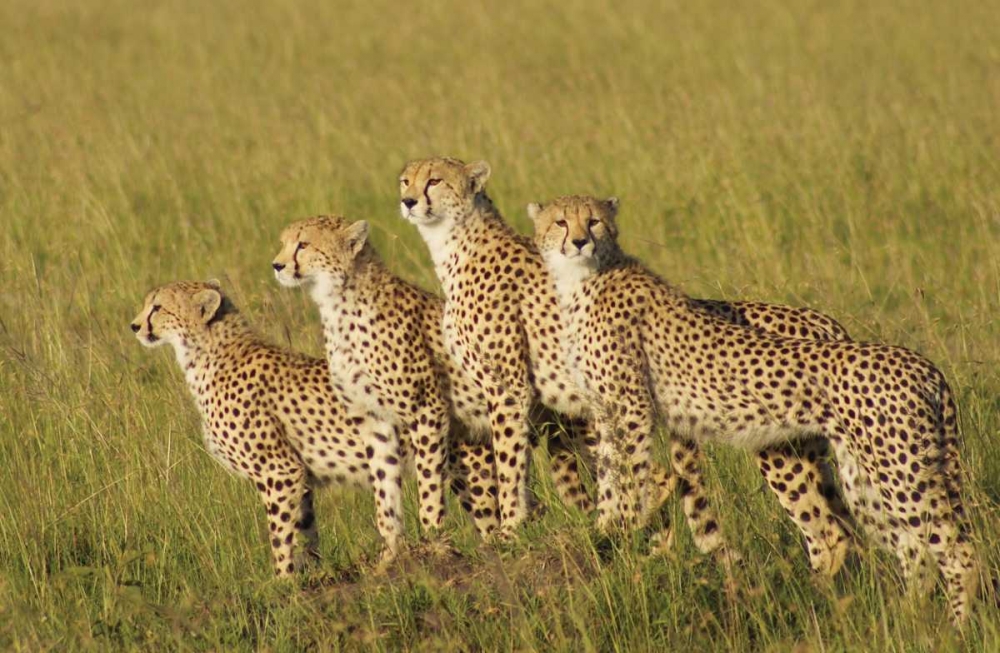 Wall Art Painting id:2747, Name: Four of a Kind, Artist: Parker, Susann