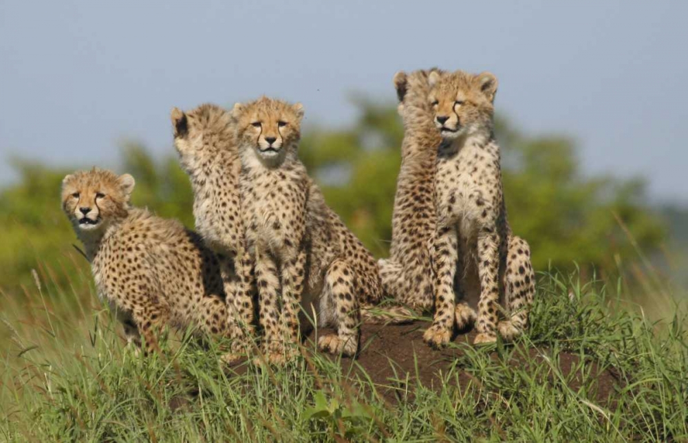 Wall Art Painting id:2748, Name: The Tribe, Artist: Parker, Susann