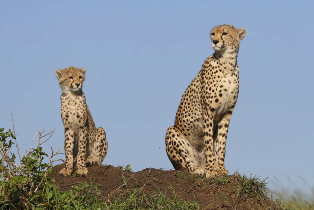 Wall Art Painting id:2749, Name: Set by Example, Artist: Parker, Susann