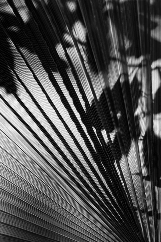 Wall Art Painting id:2802, Name: Shadow II, Artist: Peterson, Lee