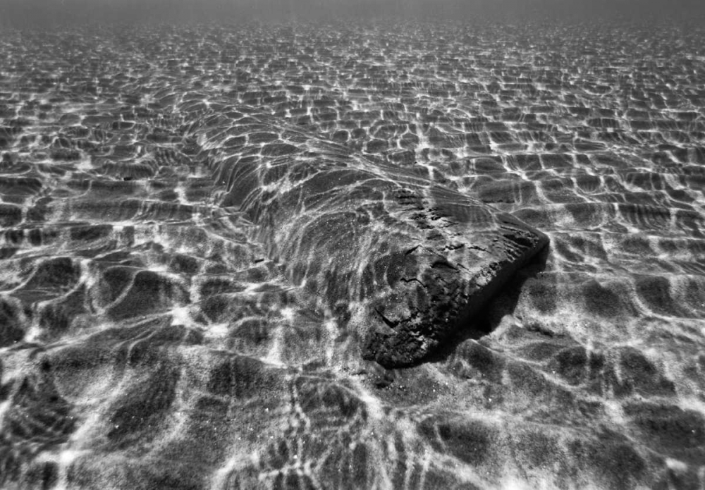 Wall Art Painting id:2824, Name: Underwater III, Artist: Peterson, Lee