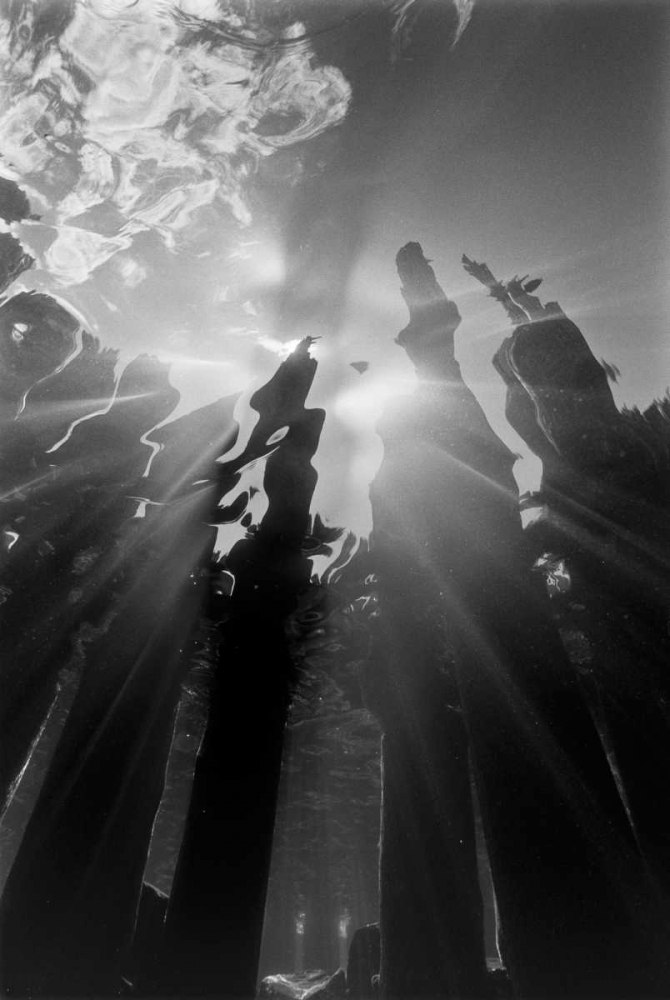 Wall Art Painting id:2834, Name: Pier Pilings VI, Artist: Peterson, Lee