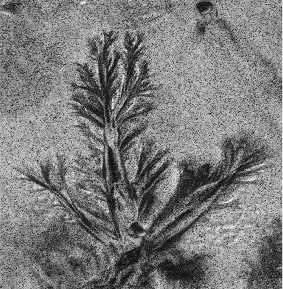 Wall Art Painting id:2855, Name: Texture Sand VIII, Artist: Peterson, Lee