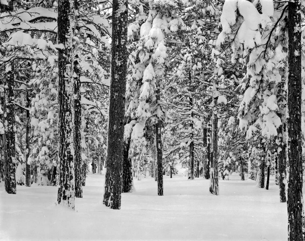 Wall art: Tree II, by Peterson, Lee