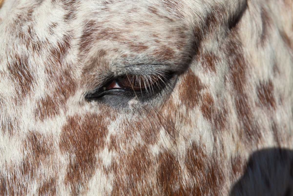 Wall Art Painting id:2915, Name: Horse Up Close I, Artist: Peterson, Lee
