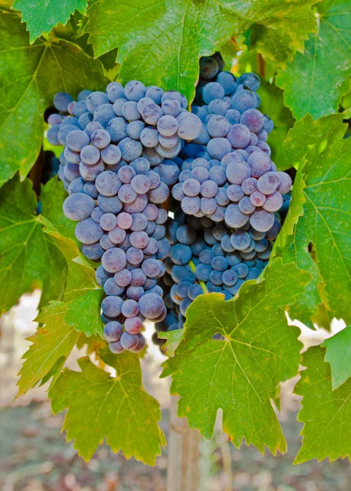 Wall art: Cougar Winery Grapes I, by Peterson, Lee