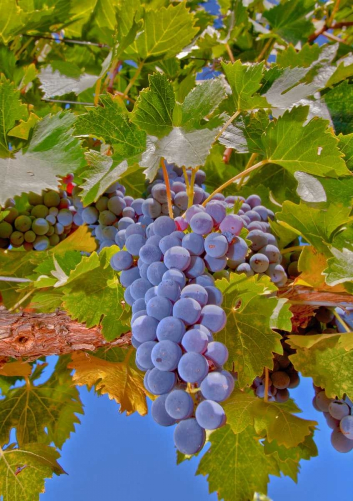 Wall art: Cougar Winery Grapes II, by Peterson, Lee