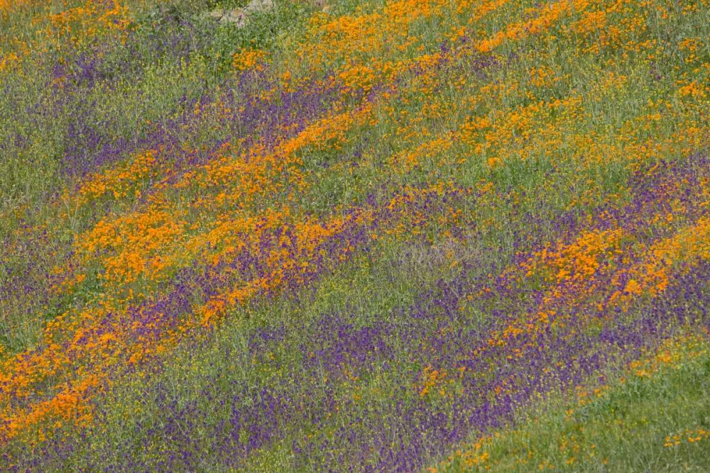 Wall Art Painting id:146496, Name: Wildflower Hills III, Artist: Peterson, Lee