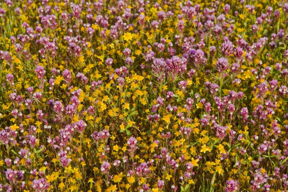 Wall Art Painting id:146499, Name: Yellow and Purple, Artist: Peterson, Lee