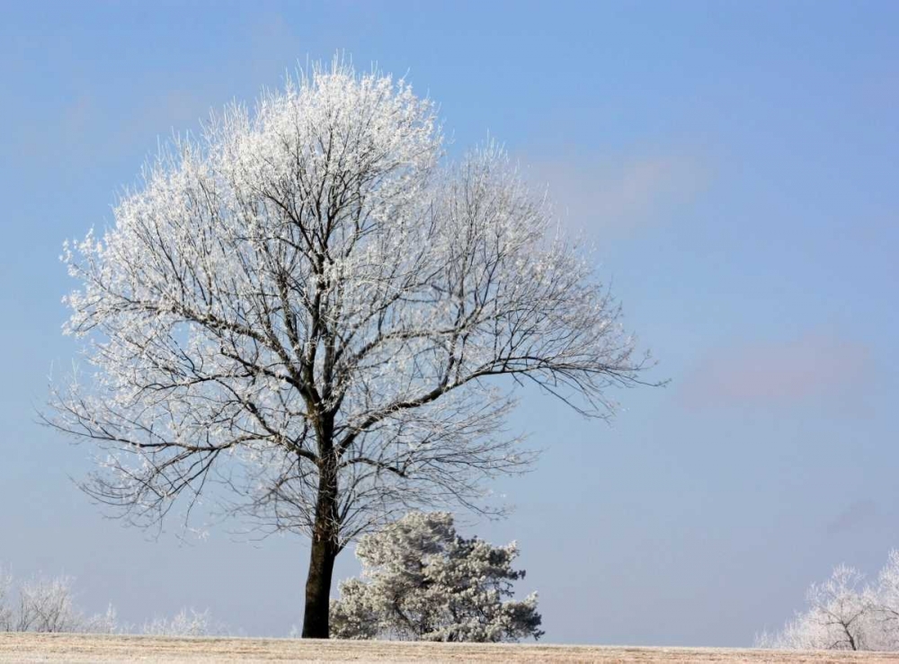 Wall Art Painting id:2964, Name: Frozen Fog II, Artist: Putman, Tammy
