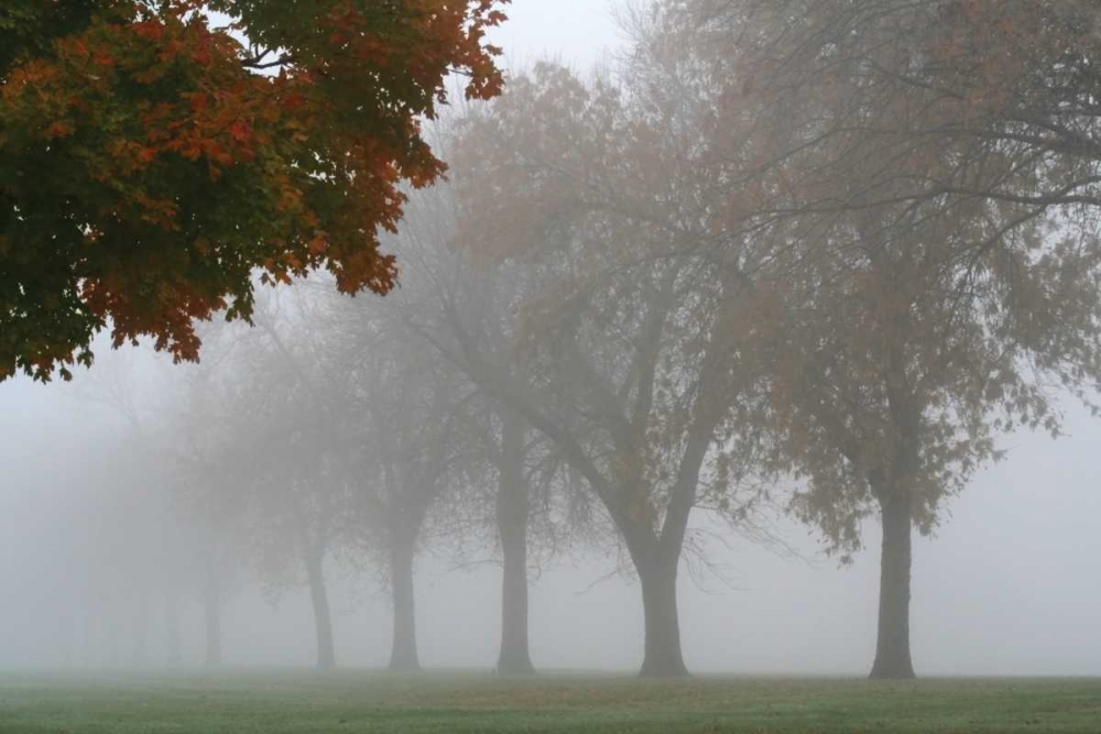 Art Print: Foggy Trees I