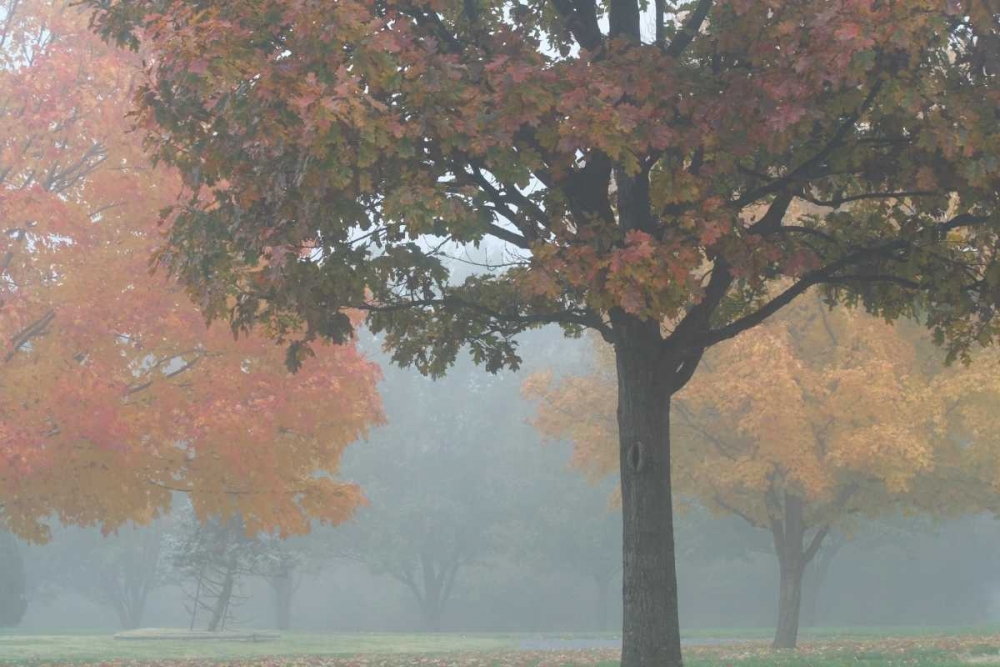 Art Print: Foggy Trees II
