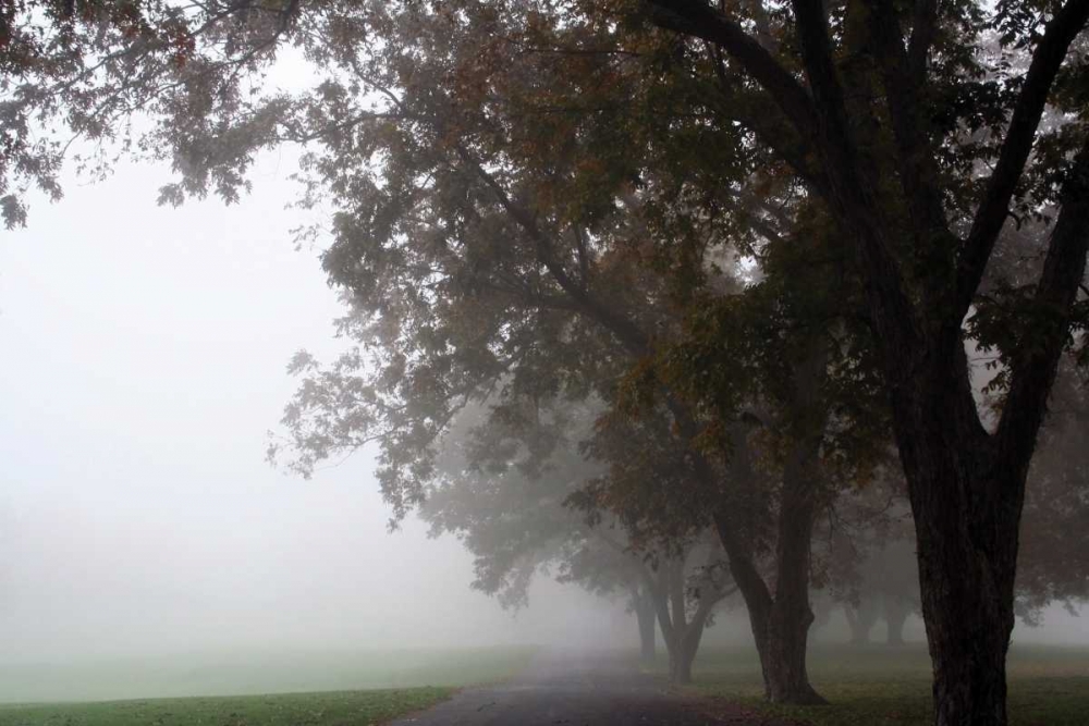 Wall Art Painting id:2967, Name: Foggy Trees III, Artist: Putman, Tammy