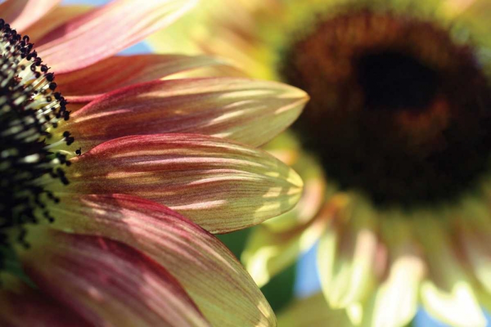 Wall art: Sunflower II, by Putman, Tammy